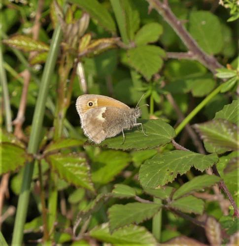 Coenonympha pamphilus